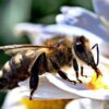 Por que nós precisamos de abelhas no mundo?