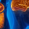 O intestino: quando perturbado pode enviar sinais para o cérebro!