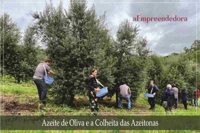 Azeite de Oliva e a Colheita das Azeitonas