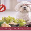 Alimentos proibidos para Pets: Intoxicação em cães e gatos